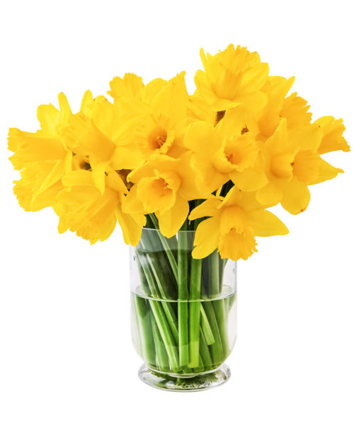 March Daffodil