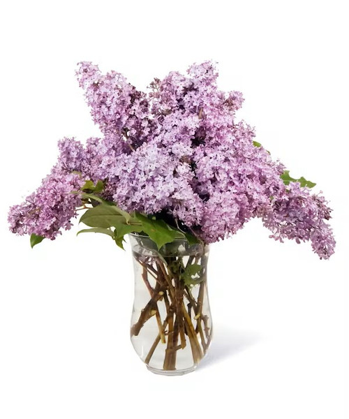 Vase of Lilac Flower