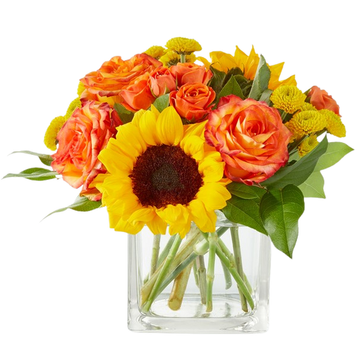 Orange Crush Orange Crush