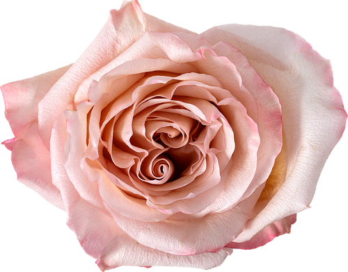 Light Pink Rose
