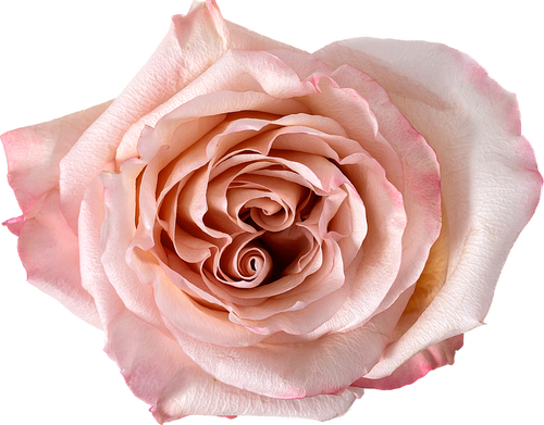 Light Pink Rose – Bulk Flower – Phoenix Arizona