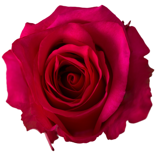 Hot Pink Rose
