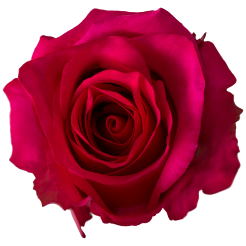 Hot Pink Rose – Bulk Flower – Phoenix Arizona