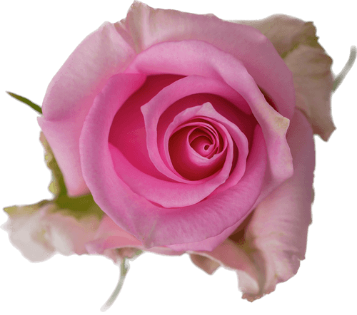 Medium Pink Rose – Bulk Flower – Phoenix Arizona