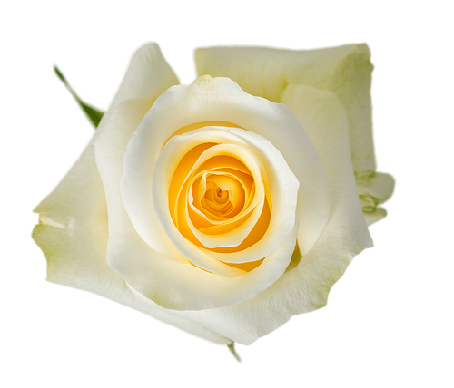 Cream Rose – Bulk Flower – Phoenix Arizona