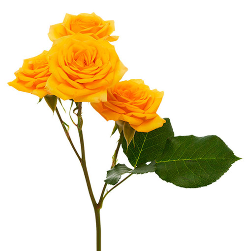 Yellow Spray Rose – Bulk Flowers | Phoenix AZ