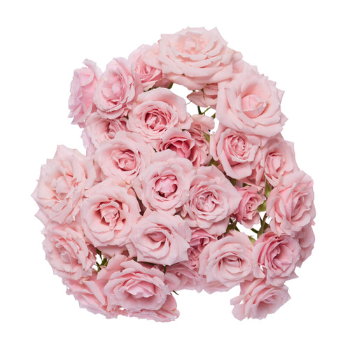 Light Pink Spray Rose Stems – Bulk Mini Roses – Phoenix Arizona