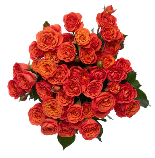 Orange Spray Rose Stems – Bulk Mini Roses – Phoenix Arizona