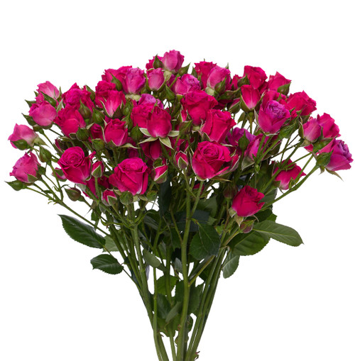 Turbo Roses Hot Pink Spray Rose – Bulk Flowers | Phoenix AZ