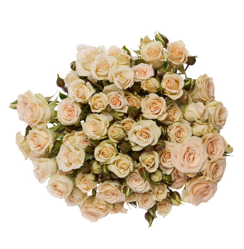 Cream Spray Rose Stems – Bulk Mini Roses – Phoenix Arizona