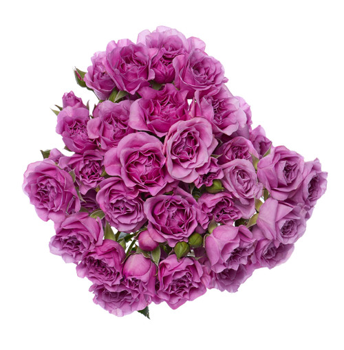 Lavender Spray Rose Stems – Bulk Mini Roses – Phoenix Arizona