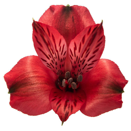 Red Alstroemeria – Bulk Peruvian Lilies – Phoenix Arizona