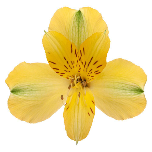 Close-up of bright yellow alstroemeria flowers with delicate striping and multiple blooms per stem.