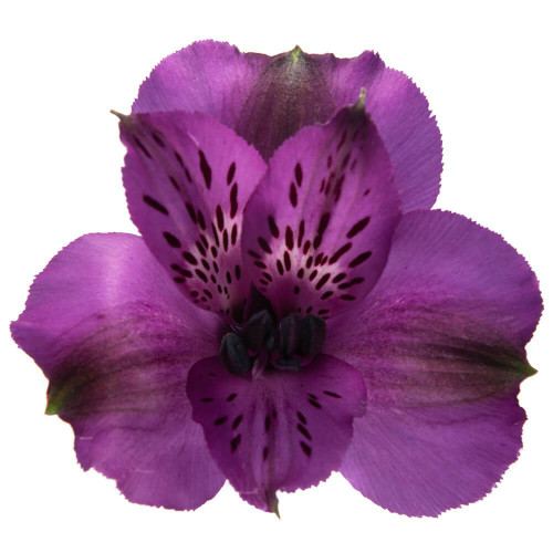 Purple Larkspur – Bulk Line Flower | Phoenix AZ