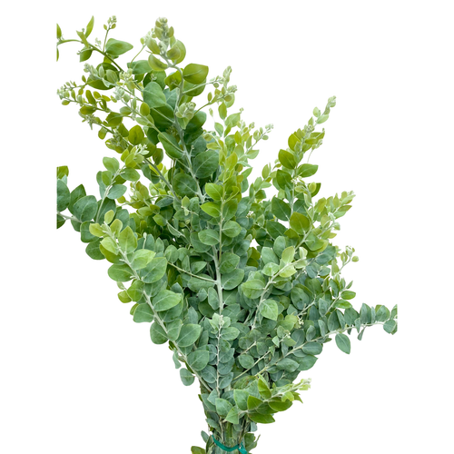 Acacia Silver Pearl greenery bulk with silvery blue foliage for weddings and floral design in Phoenix Arizona