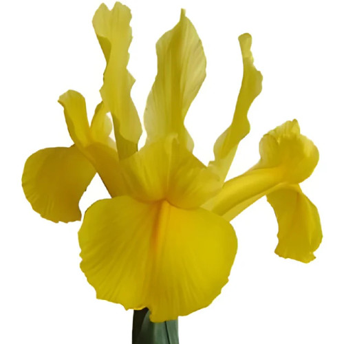 Yellow Iris – Bulk Fresh Line Flower – Phoenix Arizona