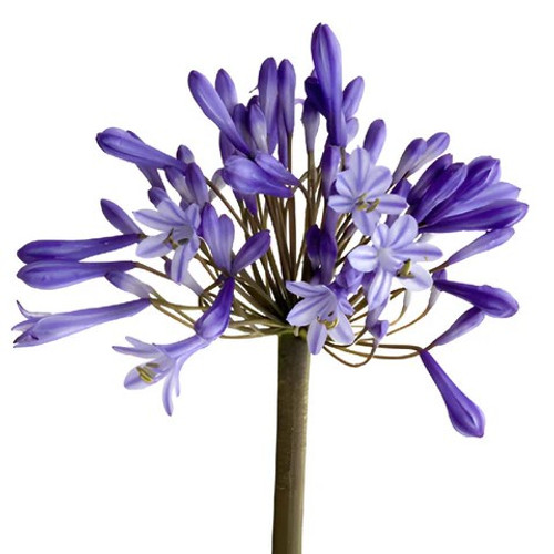 Purple Agapanthus – Bulk Flower – Phoenix Arizona