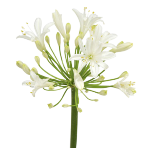 White agapanthus bulk flowers with tall stems and clustered blooms for weddings and floral design in Phoenix Arizona