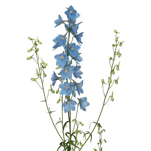 Light Blue Delphinium – Bulk Flower – Phoenix Arizona