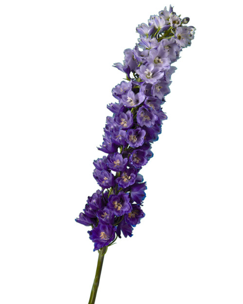 Purple Hybrid Delphinium – Bulk Flower – Phoenix Arizona