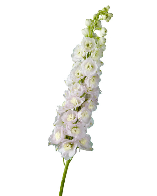 Pink Hybrid Delphinium