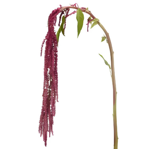 Red Hanging Amaranthus