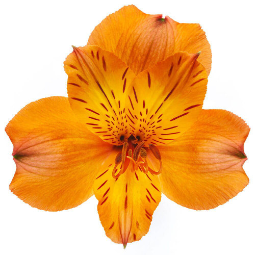 Orange Alstroemeria – Bulk Peruvian Lilies – Phoenix Arizona