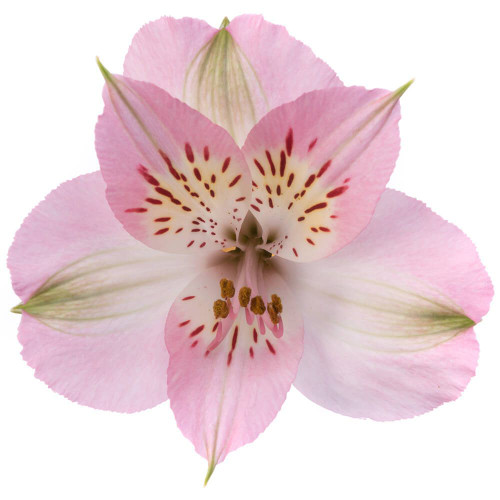 Bulk Light Pink Alstroemeria Flowers – Fresh Wholesale Peruvian