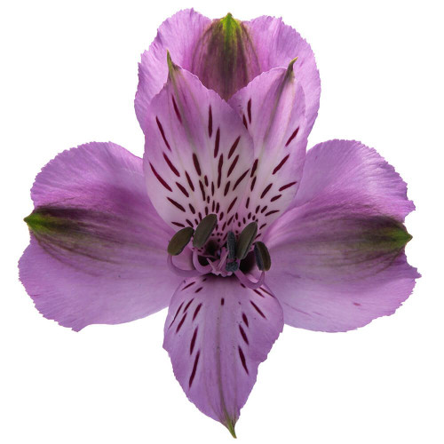 Lavender Alstroemeria – Bulk Flower – Phoenix Arizona