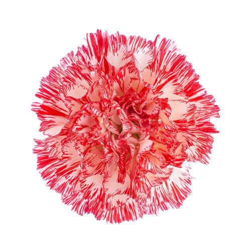 Close-up of peppermint carnations with white petals splashed and edged in vibrant red, featuring ruffled texture and sturdy green stems.