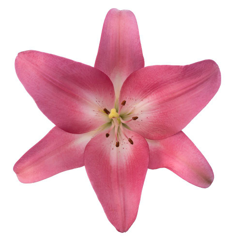 Close-up of vibrant dark pink asiatic lily flowers with star-shaped blooms, smooth petals, and sturdy green stems.