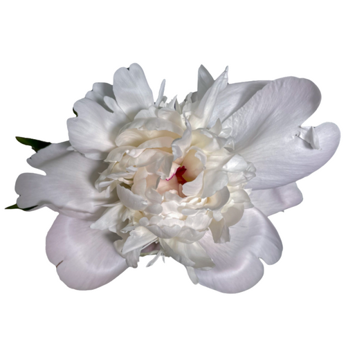 White Peony – Bulk Fresh White Peonies – Phoenix AZ