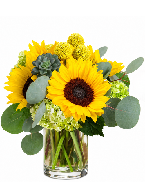 Brighter Because of You sunflower arrangement in a glass vase for cheerful flower delivery in Phoenix
