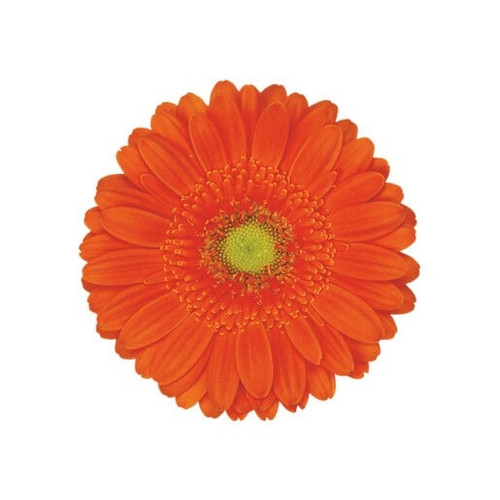 Orange Gerbera Daisy Dark Eye – Bulk Flowers | Phoenix AZ
