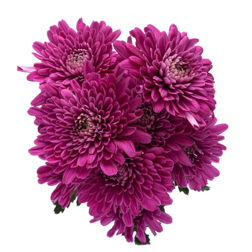 Purple Cushion Chrysanthemum – Bulk Flower – Phoenix Arizona