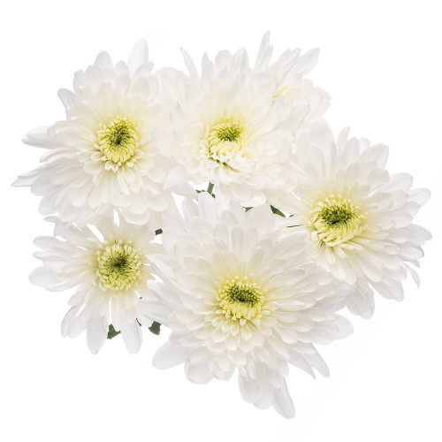 White Cushion Chrysanthemum – Bulk Flower – Phoenix Arizona