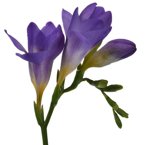 Flowers - Freesia - Arizona Flower Market