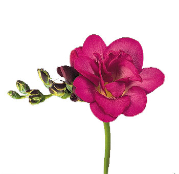 Flowers - Freesia - Arizona Flower Market