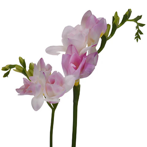 Freesia Light Pink – Bulk Flower Bunch – Phoenix Arizona