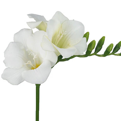 Flowers - Freesia - Arizona Flower Market