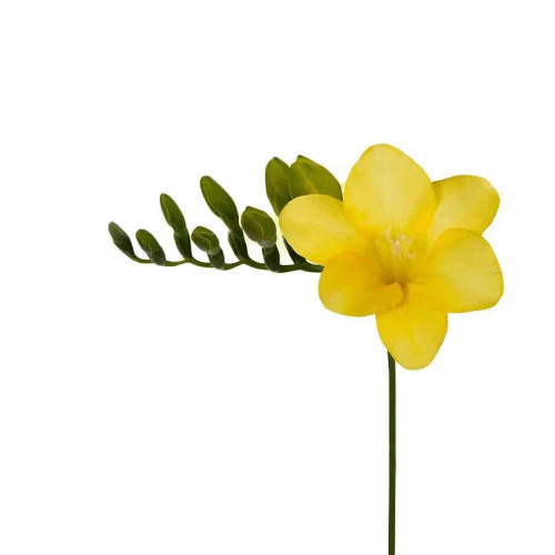 Freesia Yellow – Bulk Flower Bunch – Phoenix Arizona