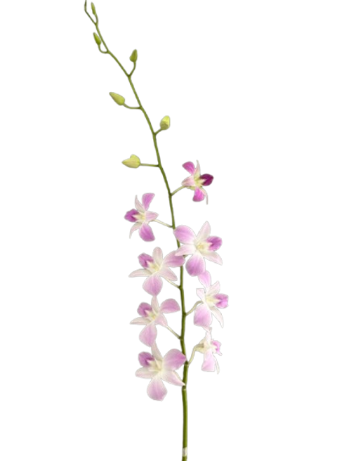 Light Pink Dendrobium Orchid – Bulk Flower – Phoenix Arizona