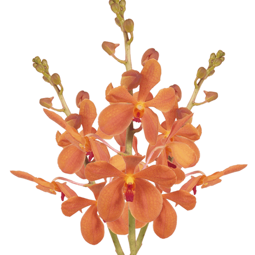 Orange Dendrobium Orchid – Bulk Flower – Phoenix Arizona