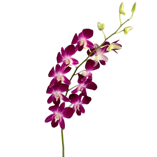 Purple Dendrobium Orchid – Bulk Flower – Phoenix Arizona