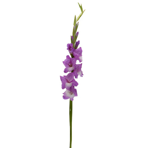 Gladiolus Lavender – Bulk Flower Bunch – Phoenix Arizona
