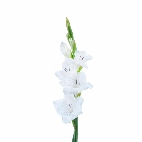 Gladiolus White – Bulk Flower Bunch – Phoenix Arizona