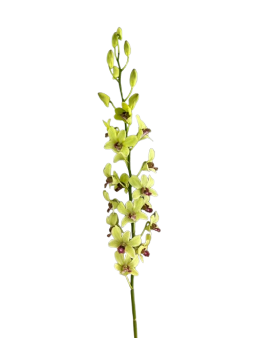 Green Dendrobium Orchid – Bulk Flower – Phoenix Arizona