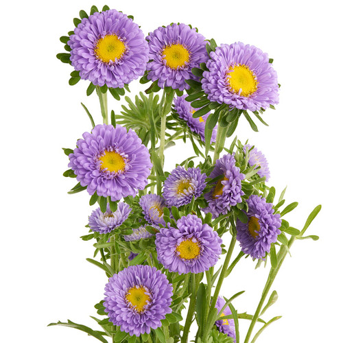 Purple Matsumoto Aster – Bulk Flower | Phoenix AZ