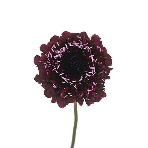 White Scabiosa – Bulk Wedding Flowers | Phoenix AZ