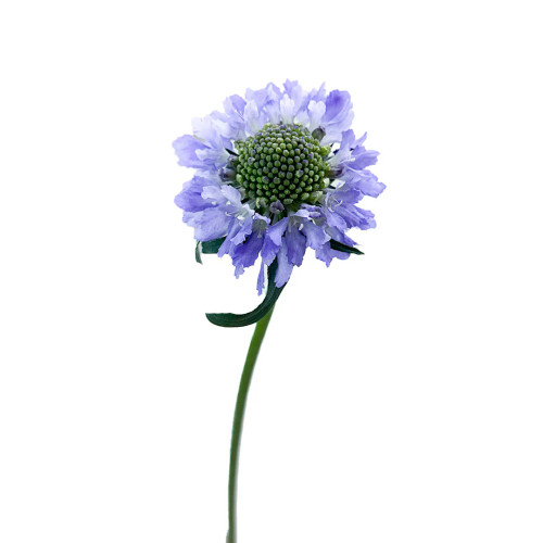 Flowers - Scabiosa - Arizona Flower Market
